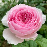 Yuhuan Echo Rose